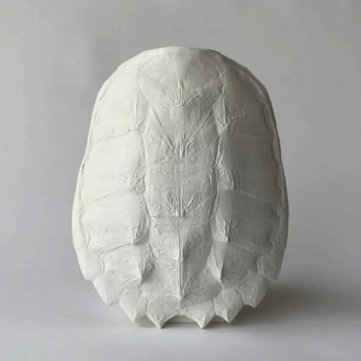 Cast Plaster Turtle Shells