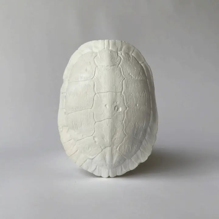 Cast Plaster Turtle Shells