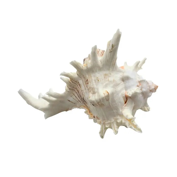 Murex Shell