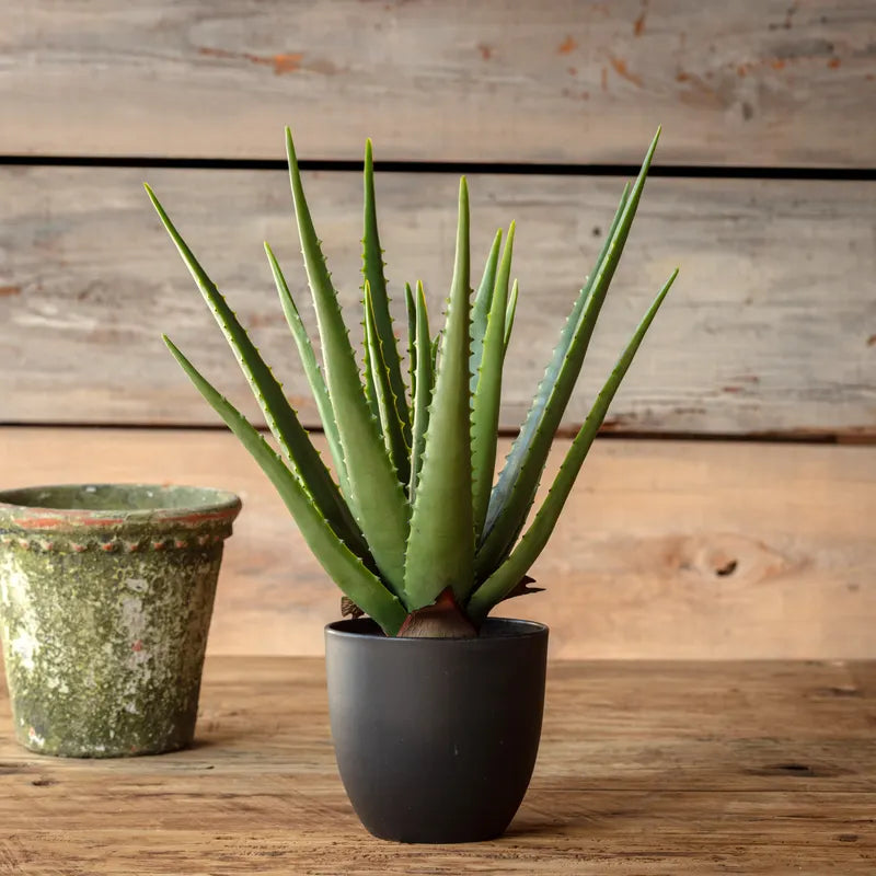 Potted Faux Aloe Vera 18"