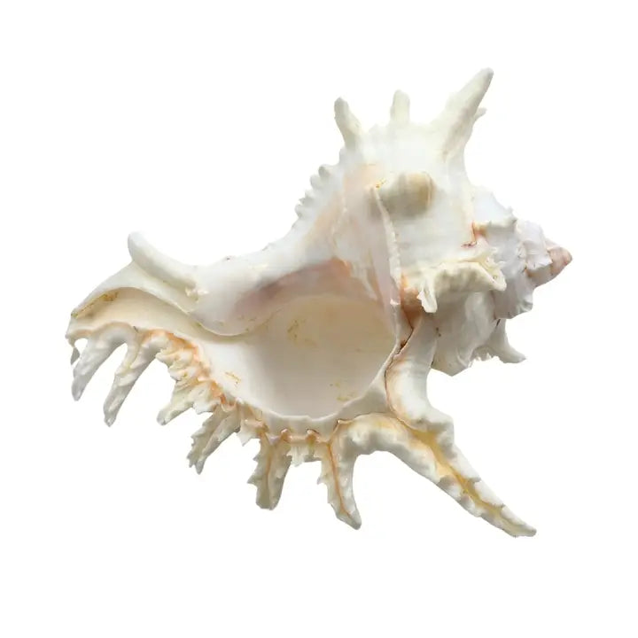 Murex Shell