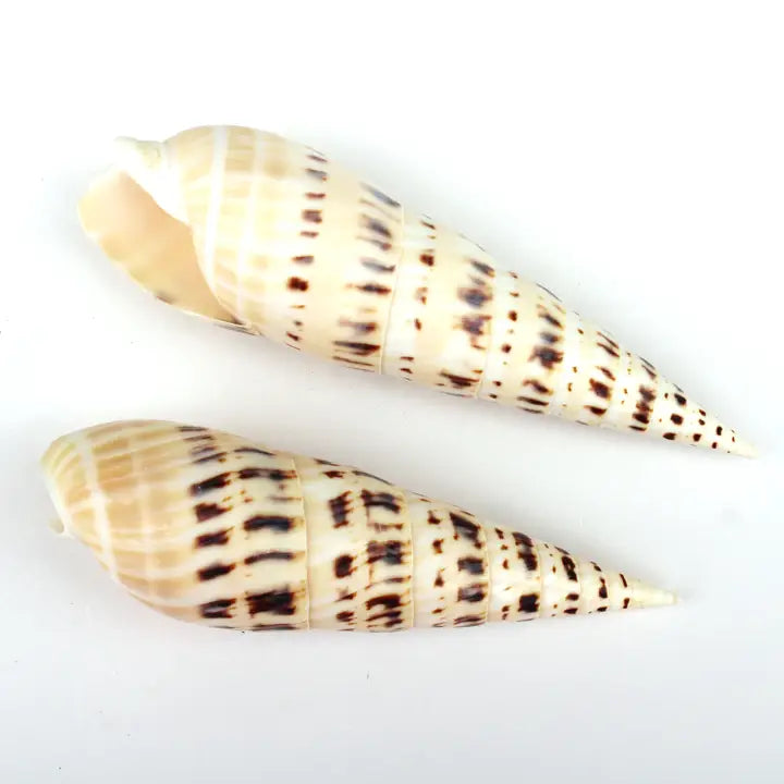 Terebra Maculata Shell