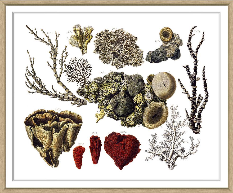 Albertus Seba Coral and Shell Prints