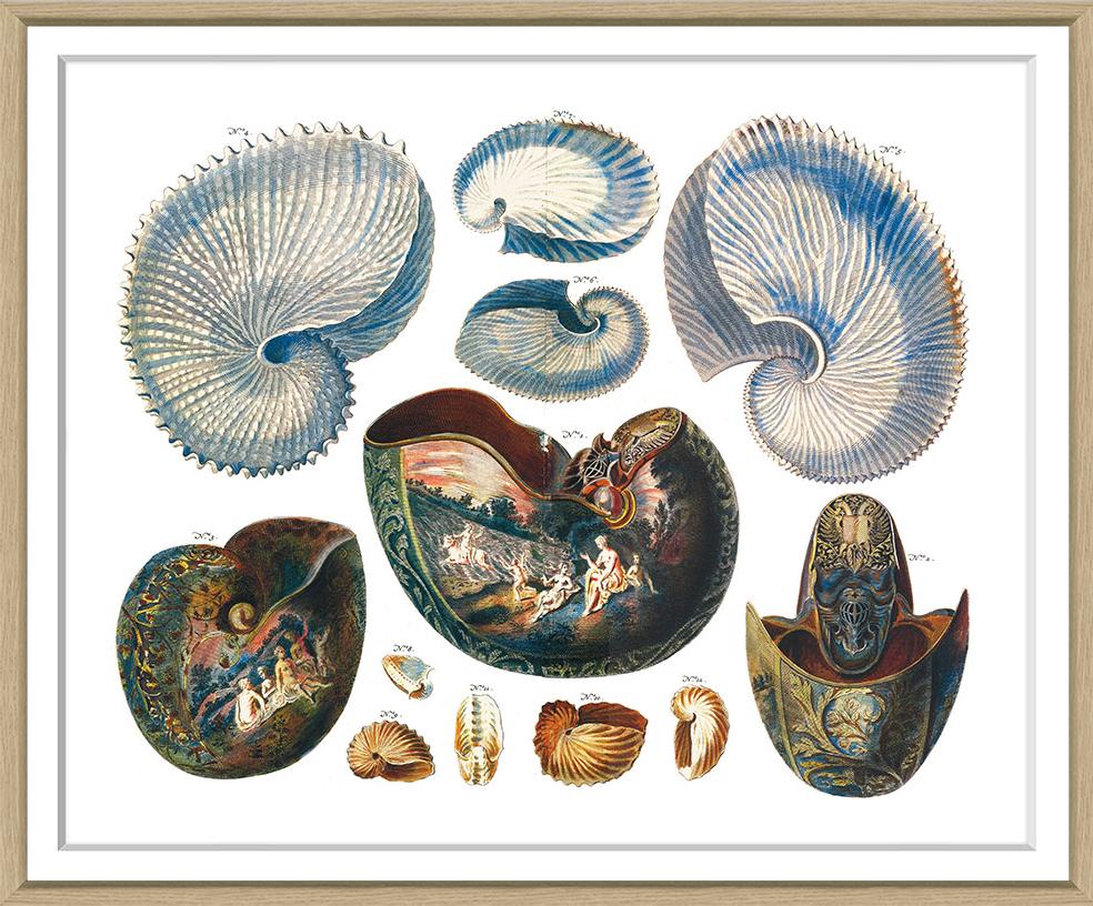 Albertus Seba Coral and Shell Prints