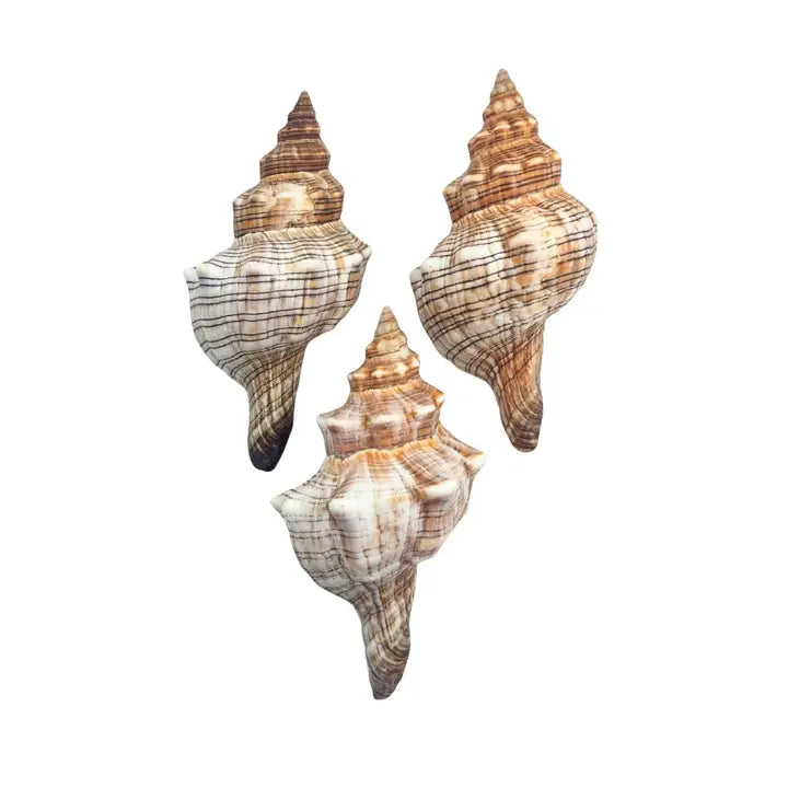 Horse Conch Shell