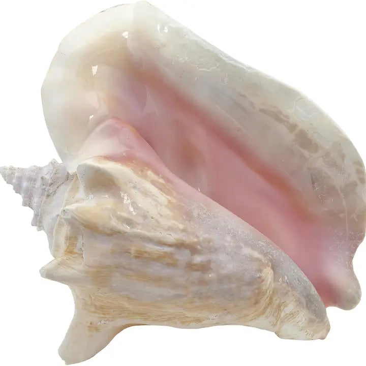 Conch Slit Back Shell 8"-10"