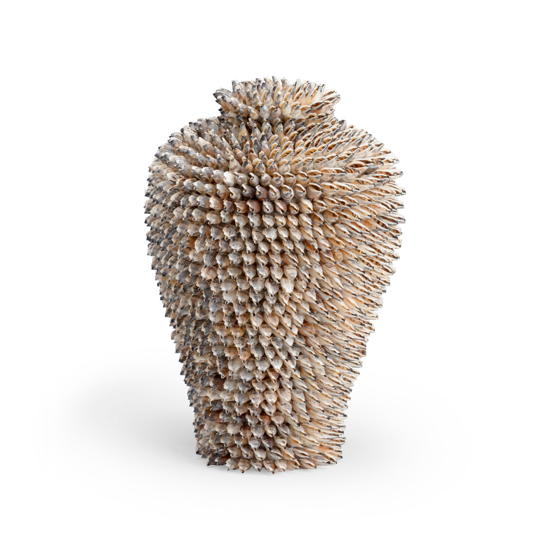 Strombus Shell Urn