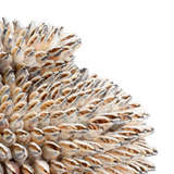 Strombus Shell Urn