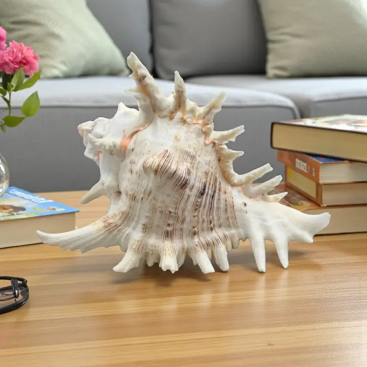 Murex Shell