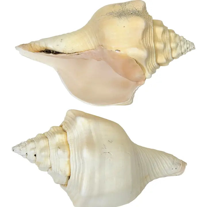 Divine Chank Conch Shell 8"-9"