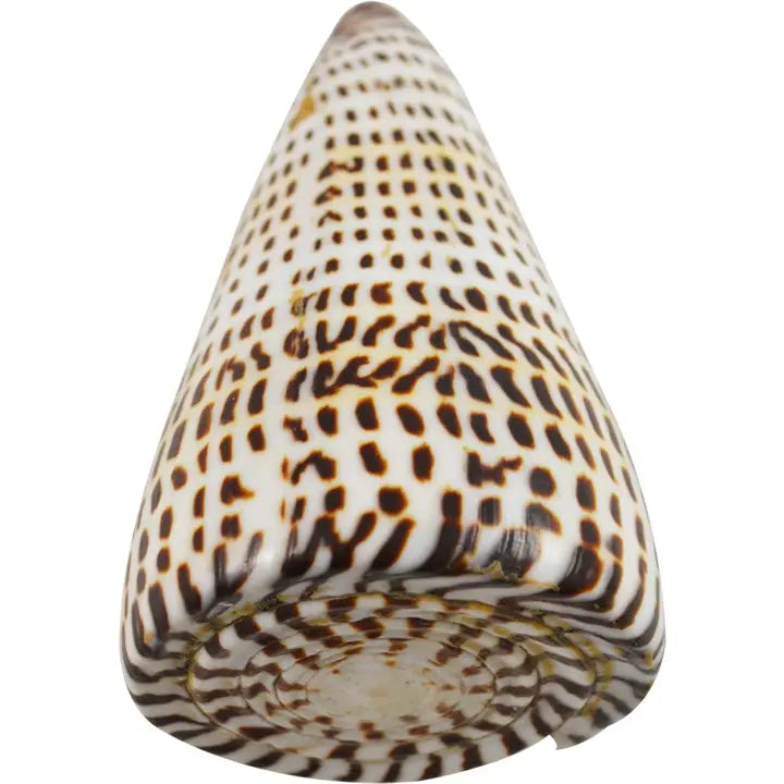 Lettered Cone Polished Shell 3"-4"