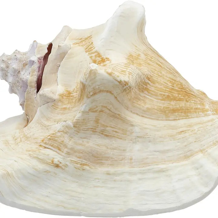 Conch Slit Back Shell 8"-10"