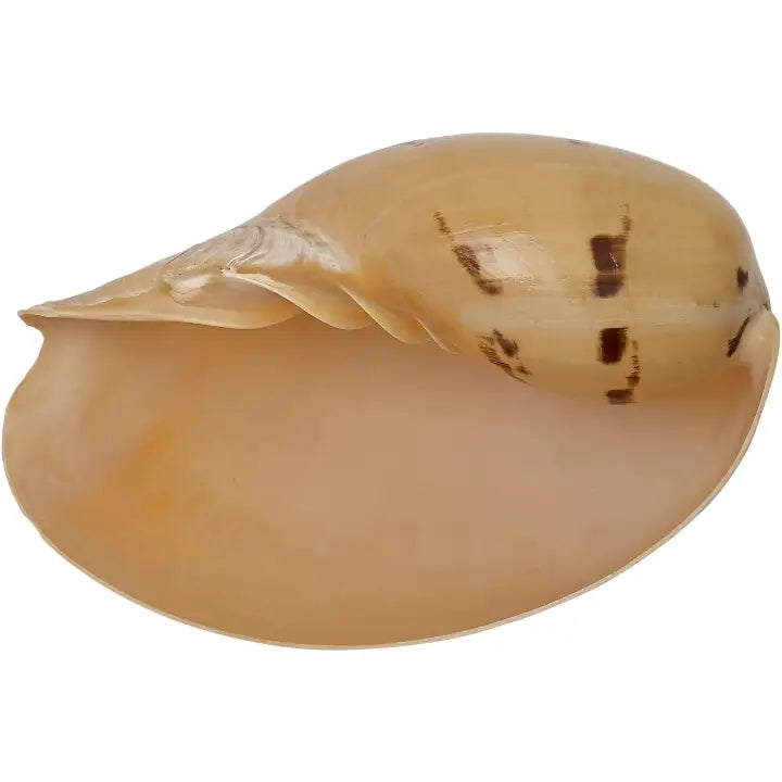 Melon Shell 9"-10"
