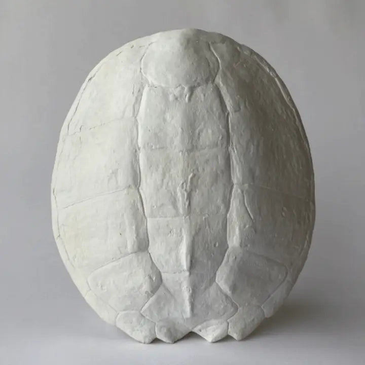 Cast Plaster Turtle Shells