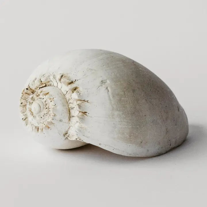 Plaster Amphora Melon Shell