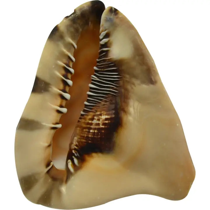 King Helmet Shell 6"-7"