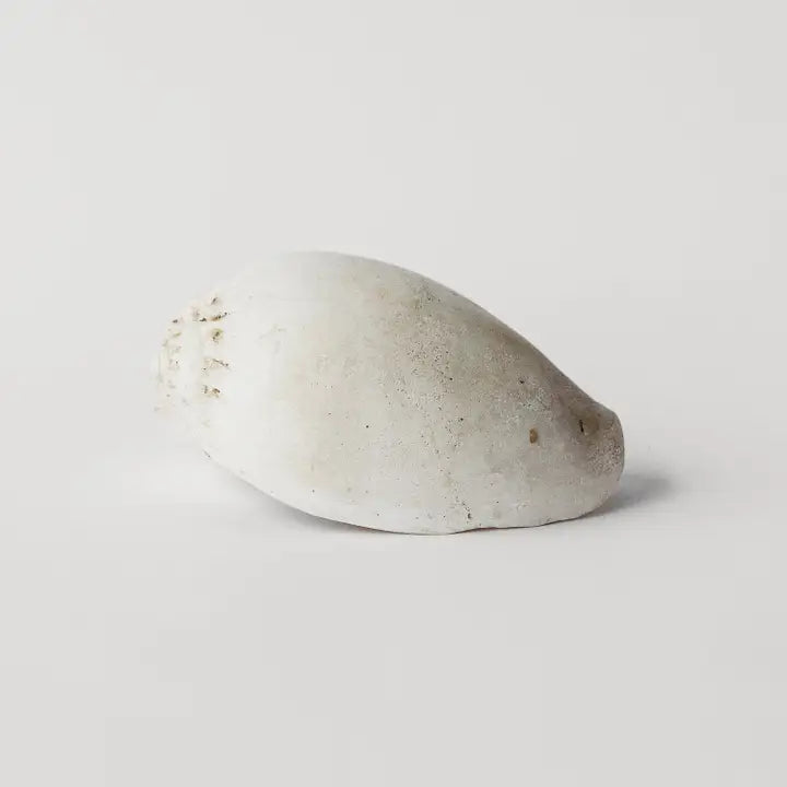Plaster Amphora Melon Shell