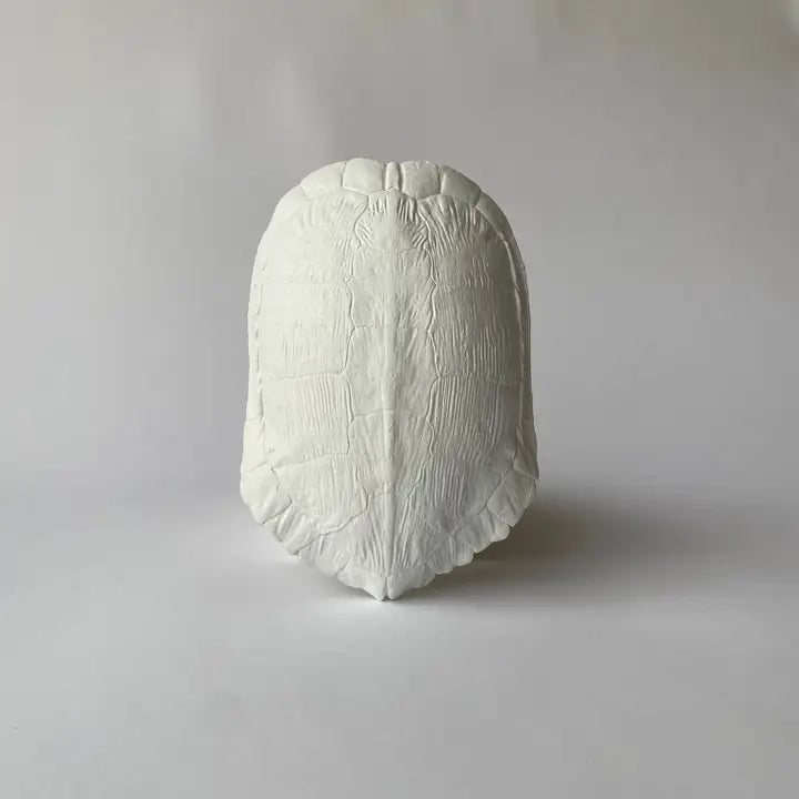 Cast Plaster Turtle Shells