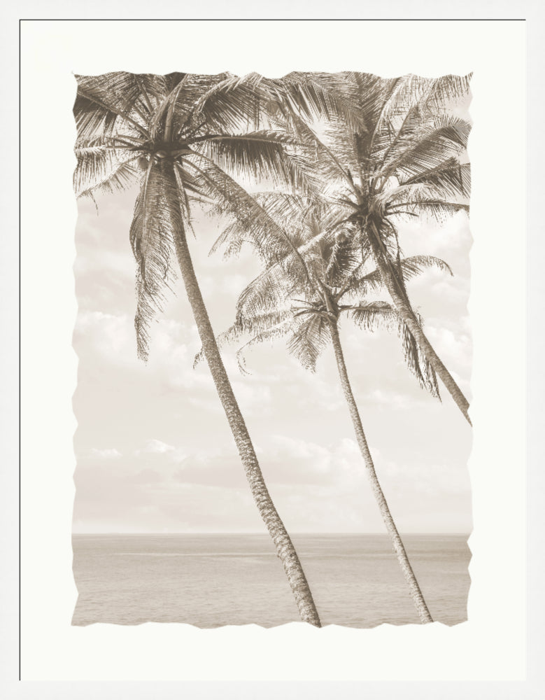 Washed Fronds 2