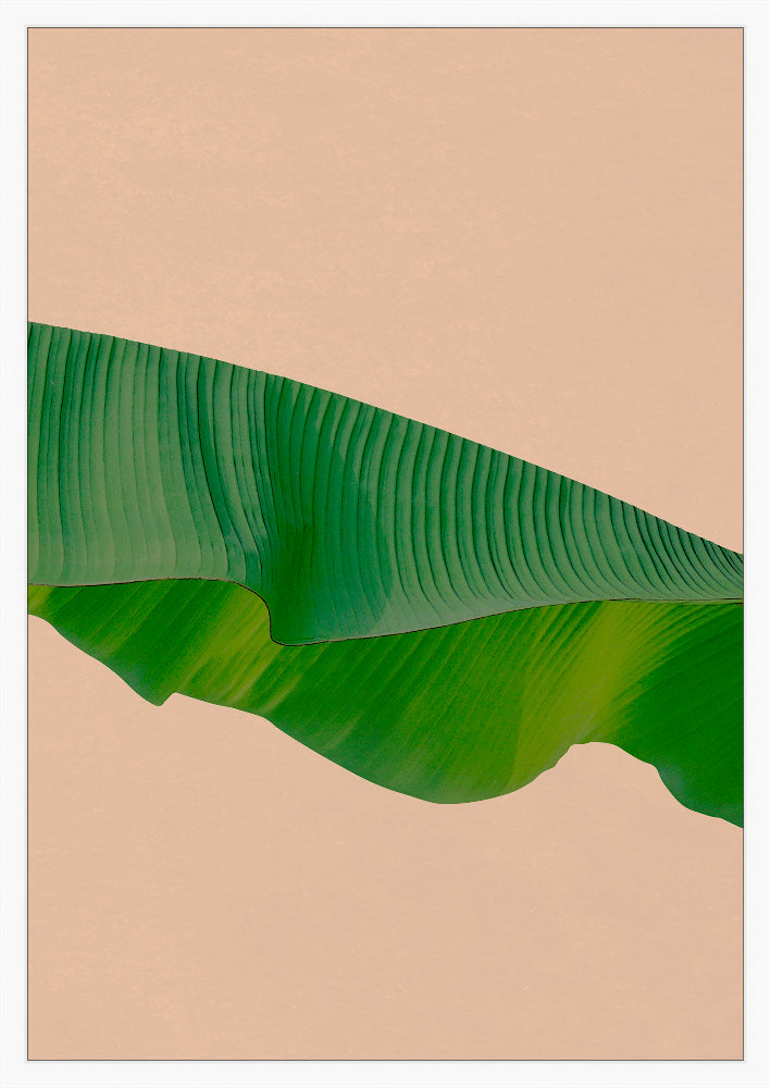 Editorial Vegitation Prints
