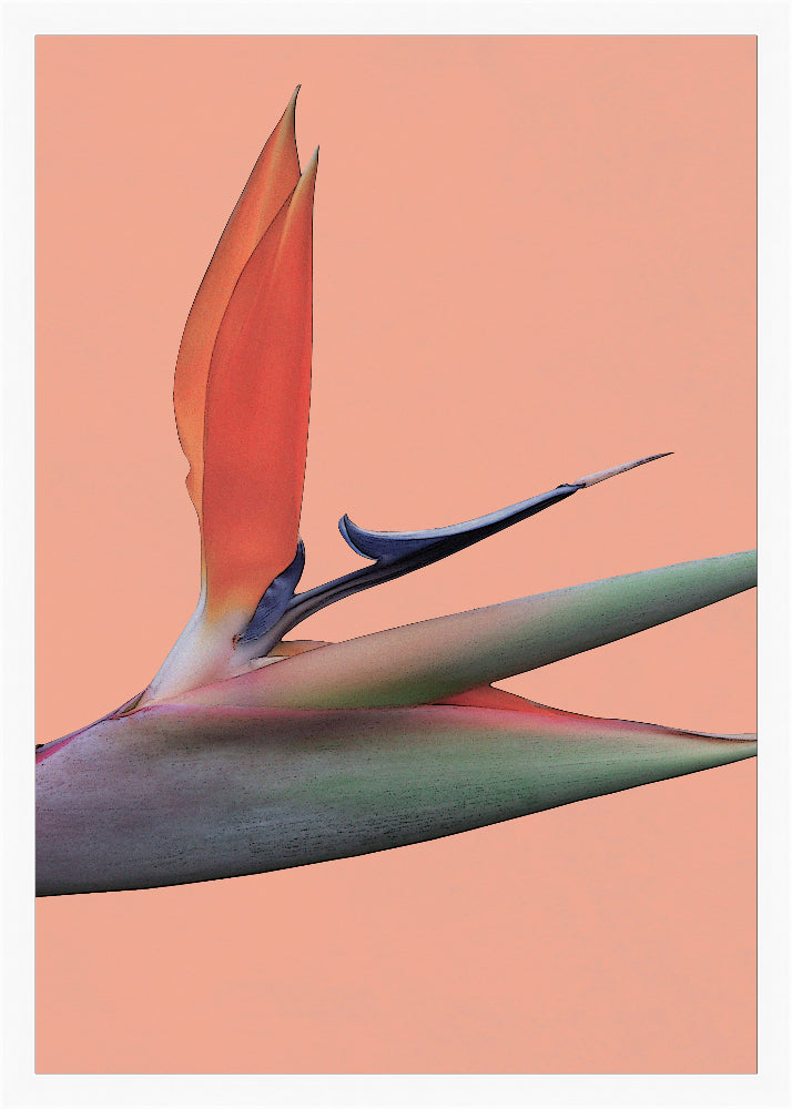 Editorial Vegitation Prints