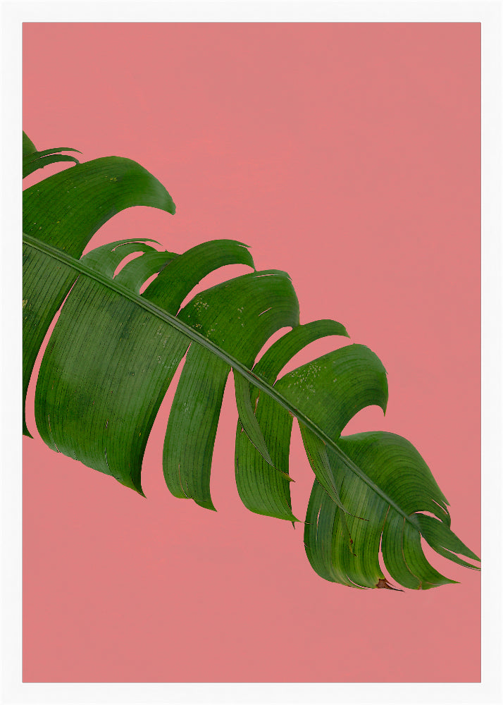 Editorial Vegitation Prints