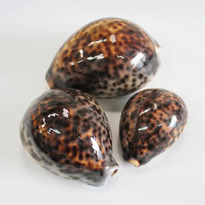 Tiger Cowrie Shell