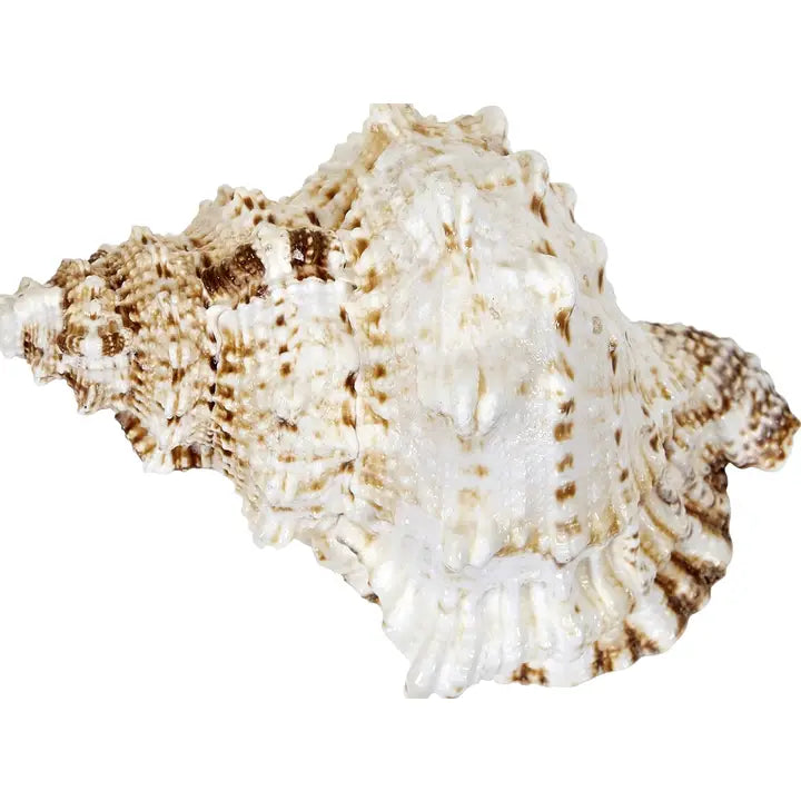 Giant Frog Horn Conch 7-9"