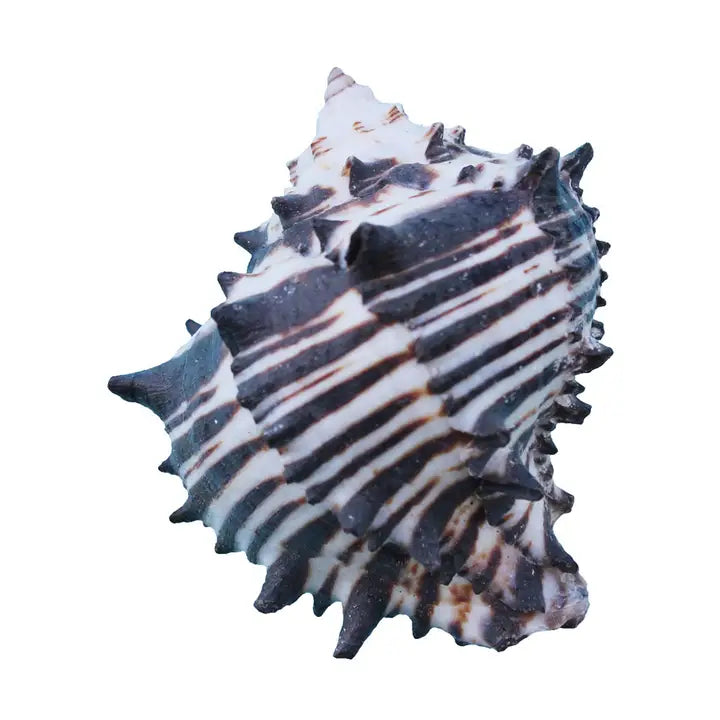 Black Murex Shell