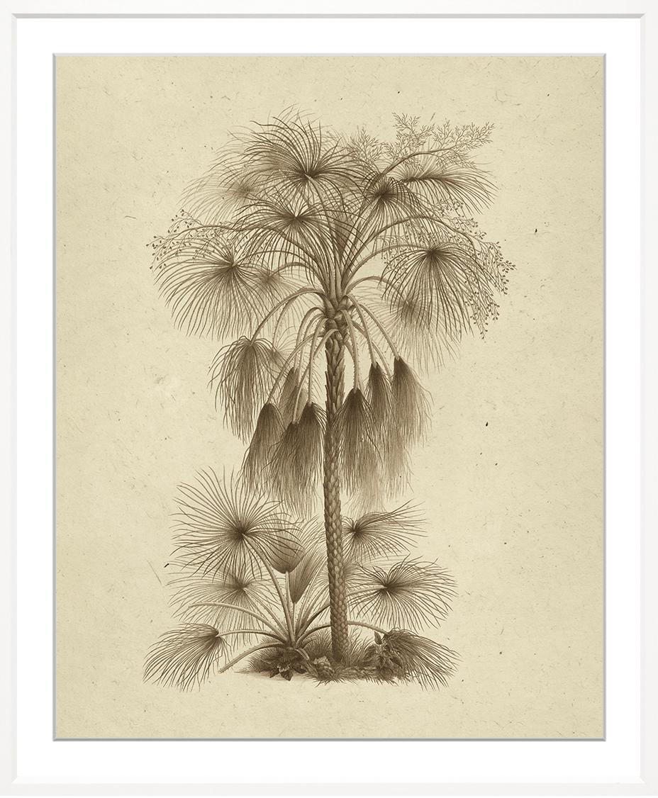 Martinez Sepia Palm Prints