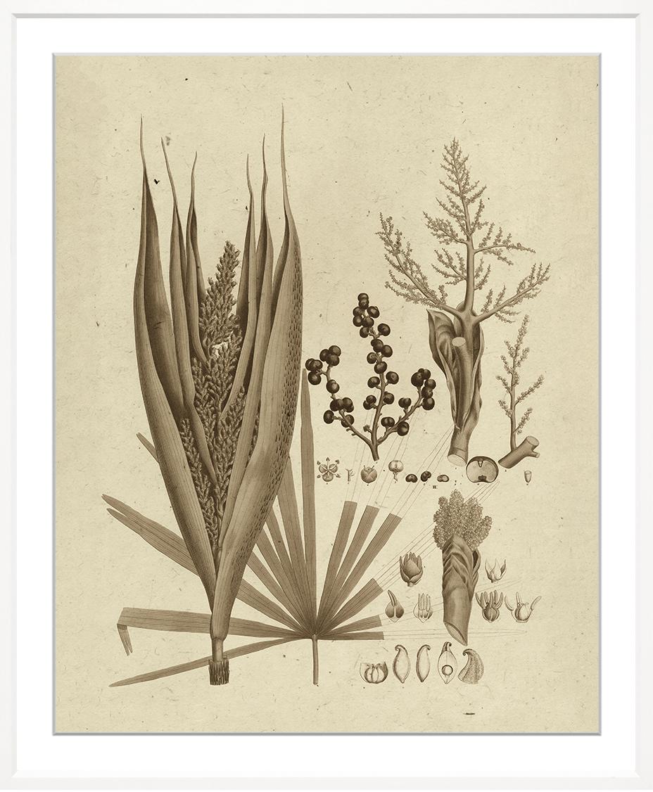 Martinez Sepia Palm Prints