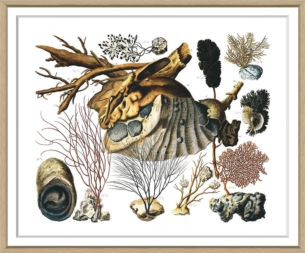 Albertus Seba Coral and Shell Prints