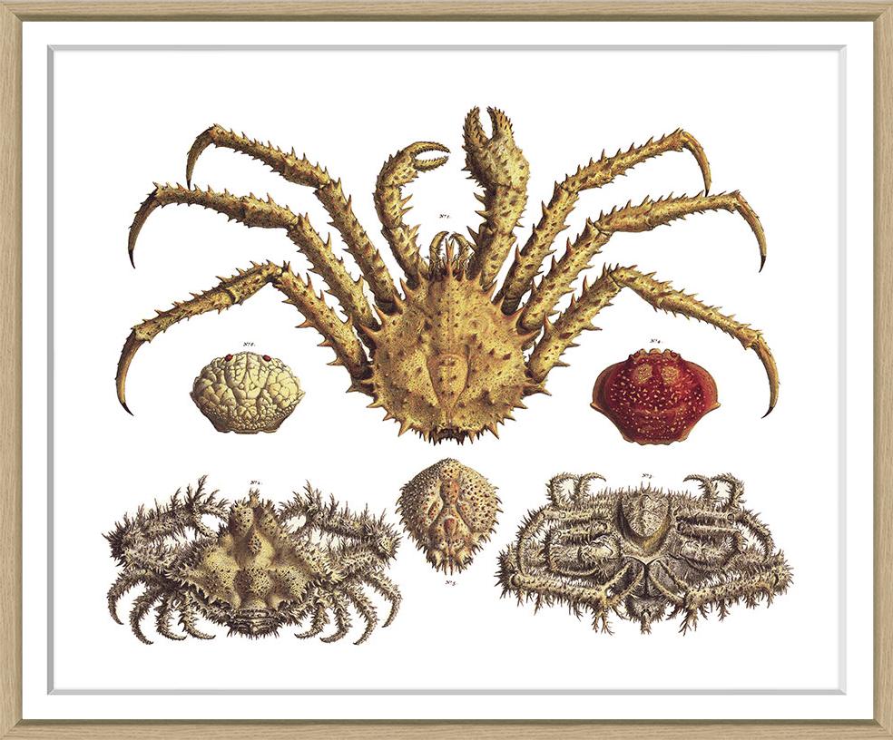 Albertus Seba Coral and Shell Prints