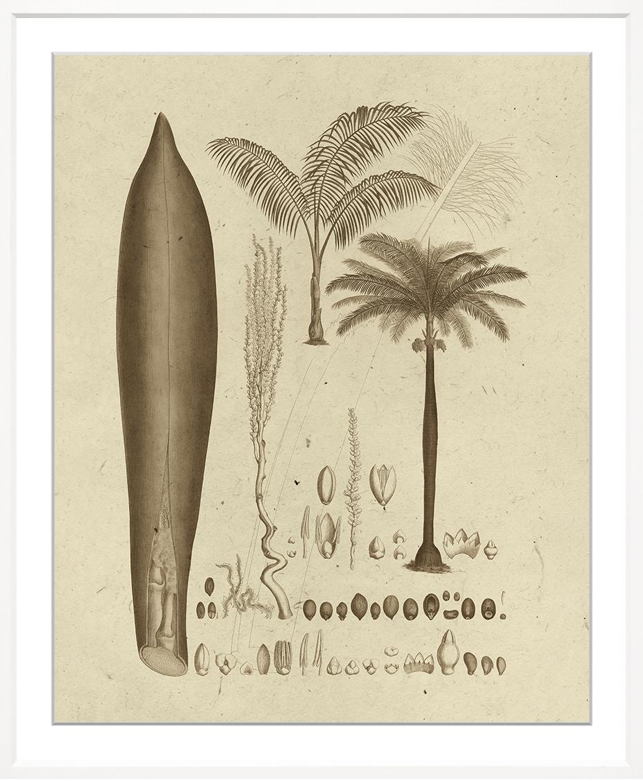Martinez Sepia Palm Prints