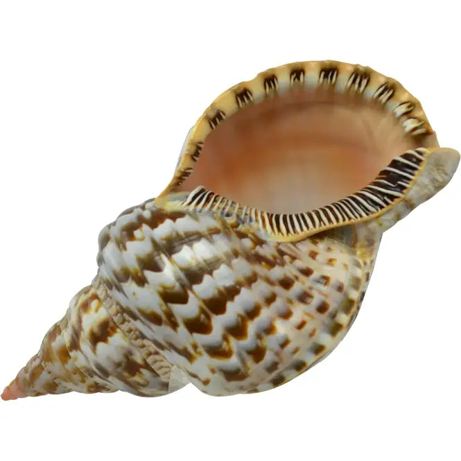 Triton Shell 11"-12"